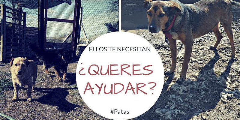 patas1