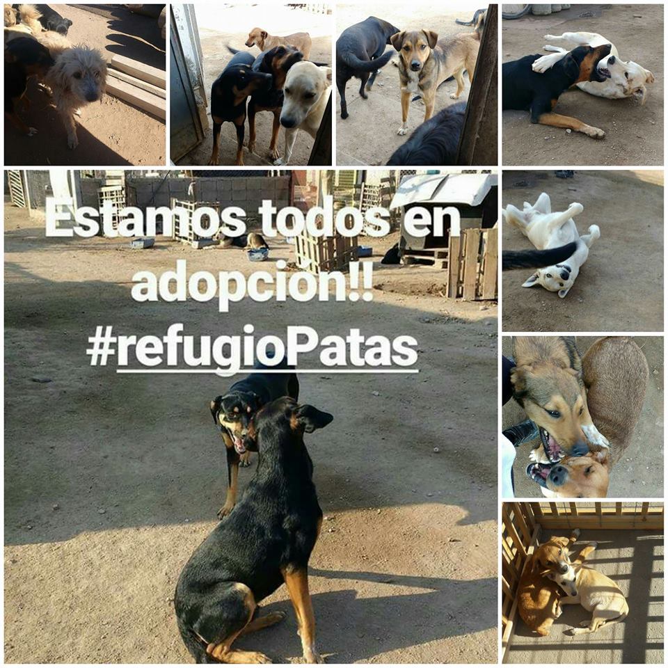 patas2